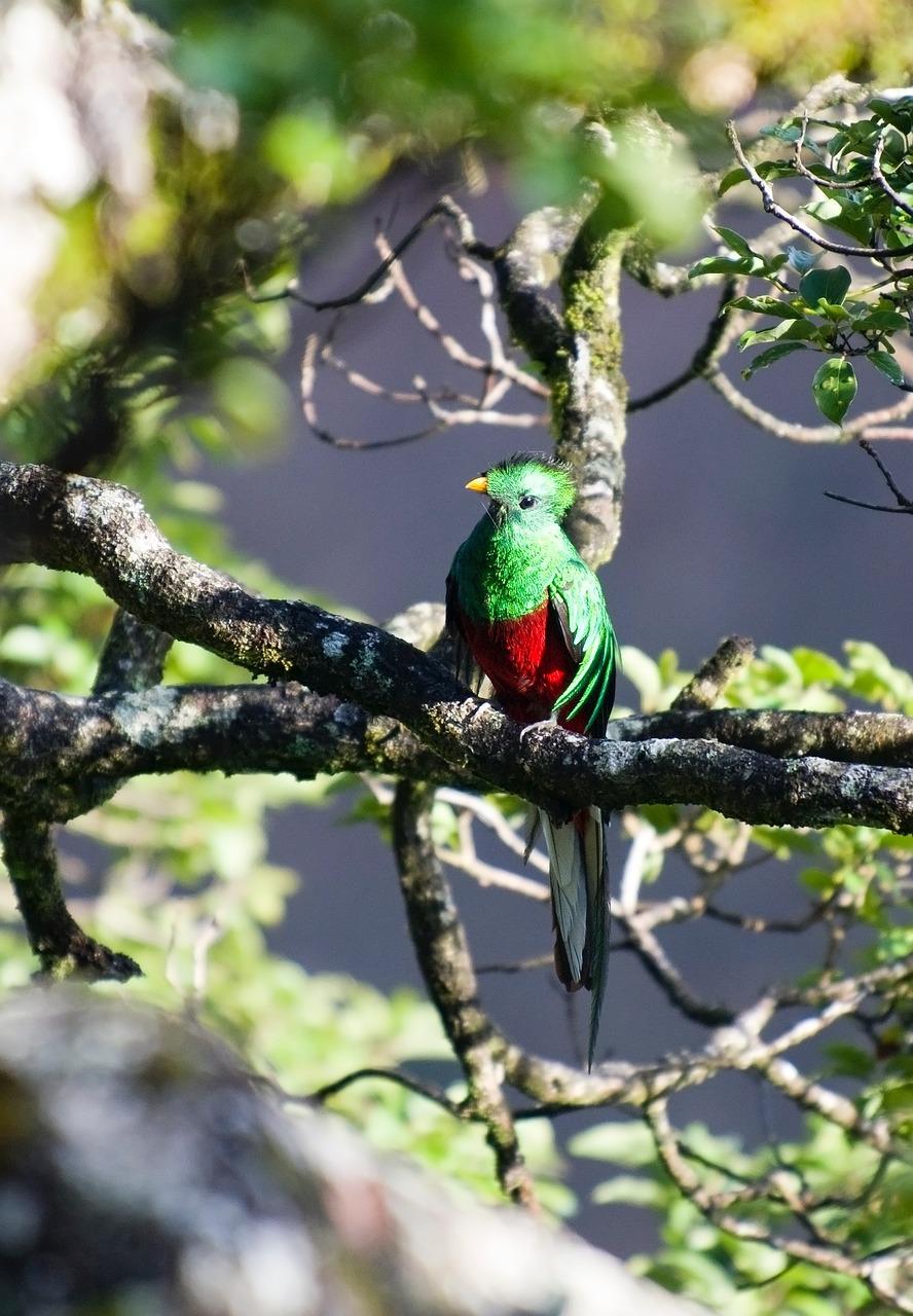 birds from guatemala