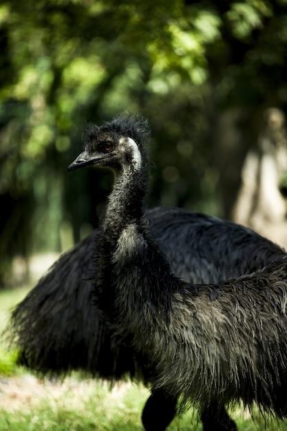 birds from guatemala