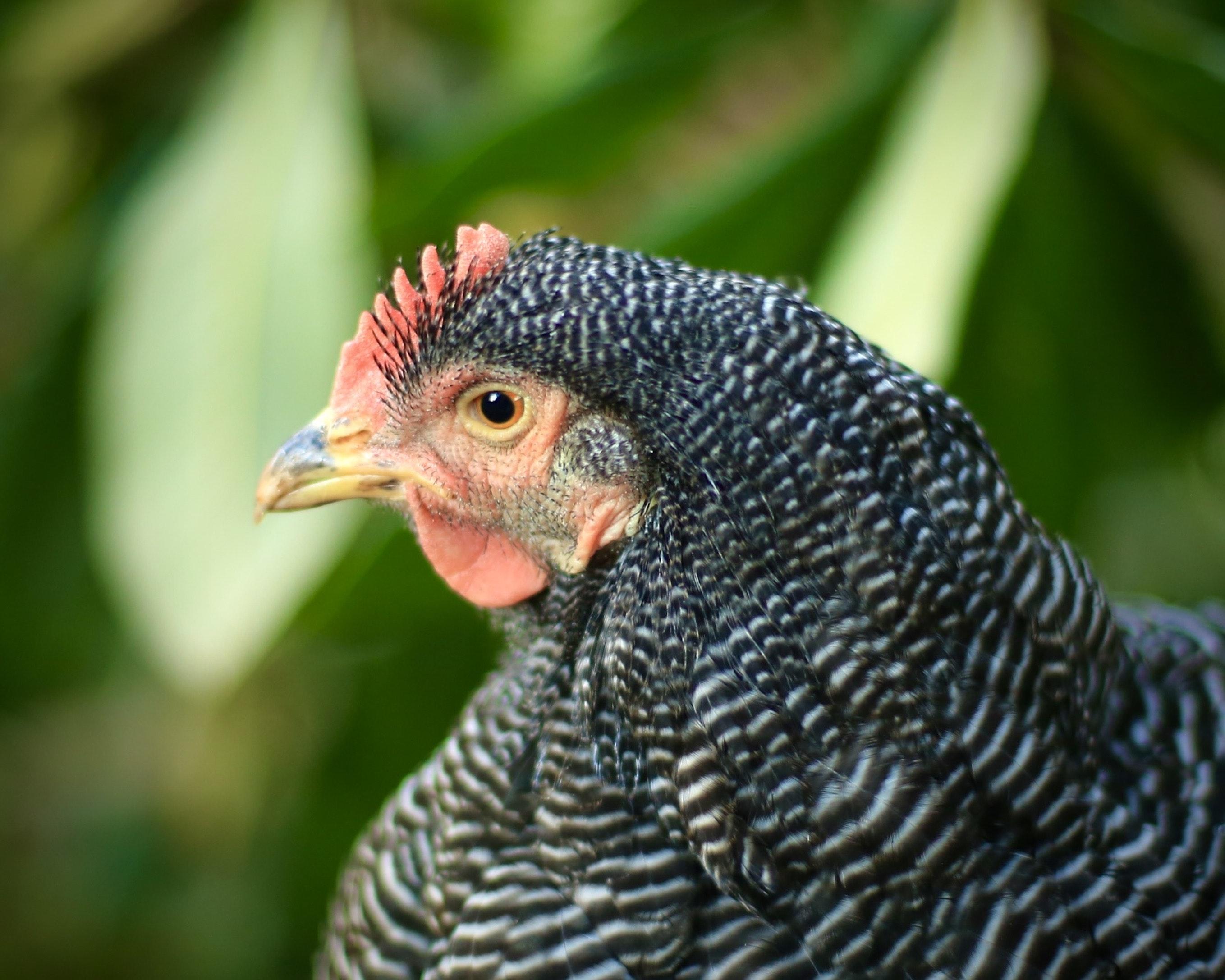 blue australorps