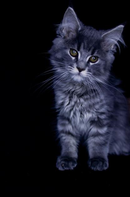 blue maine coon