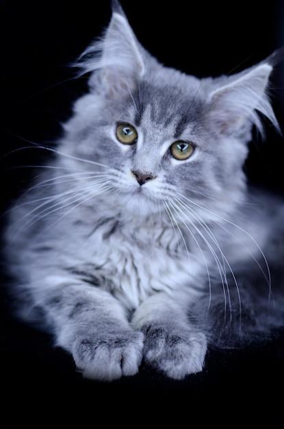 blue maine coon