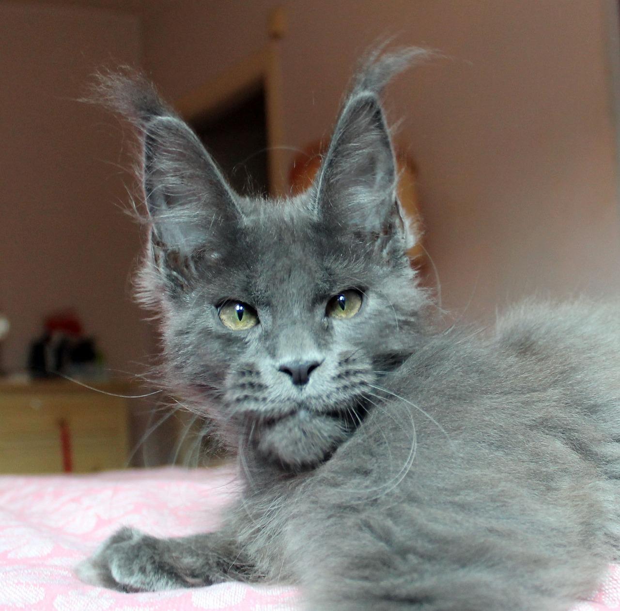 blue maine coon