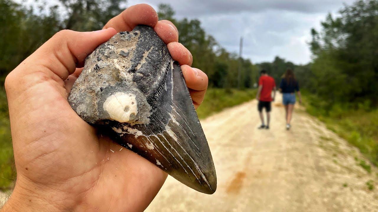 bone valley fossil farm