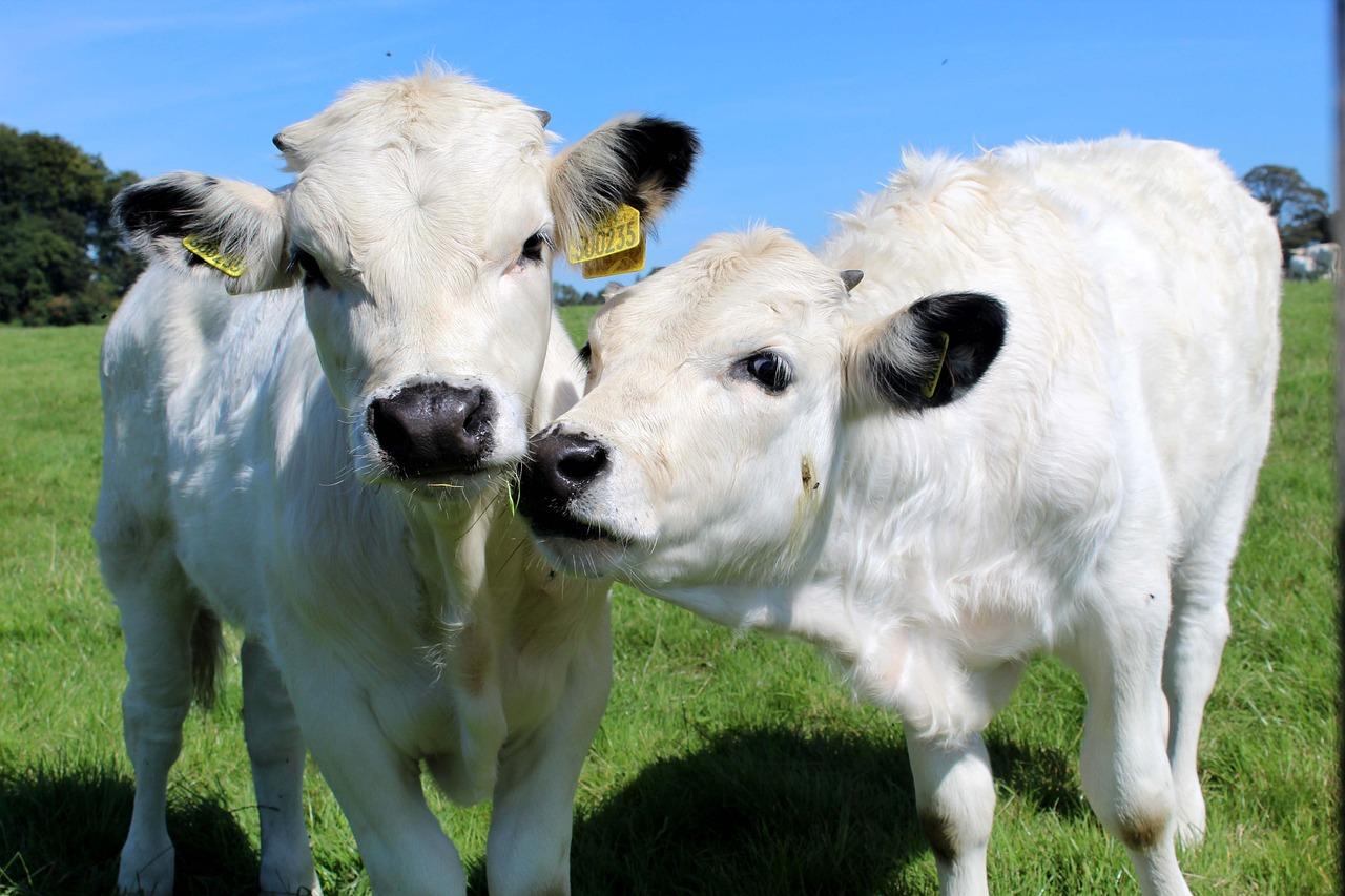 british white cattle