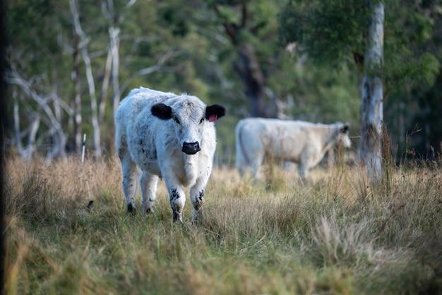 british white cattle