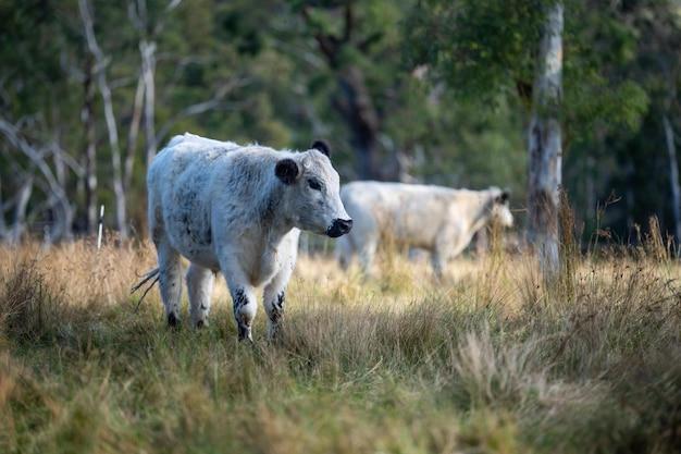 british white cattle