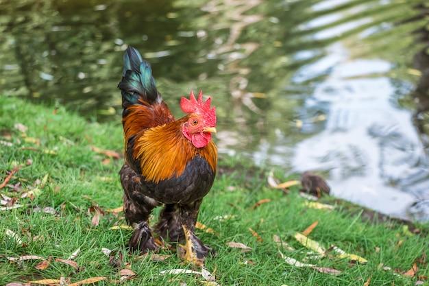 brown leghorn chickens