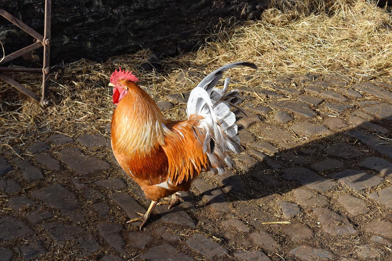 brown leghorn chickens