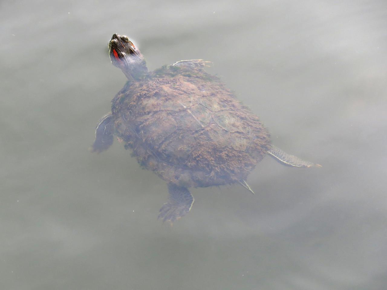 can tortoises swim