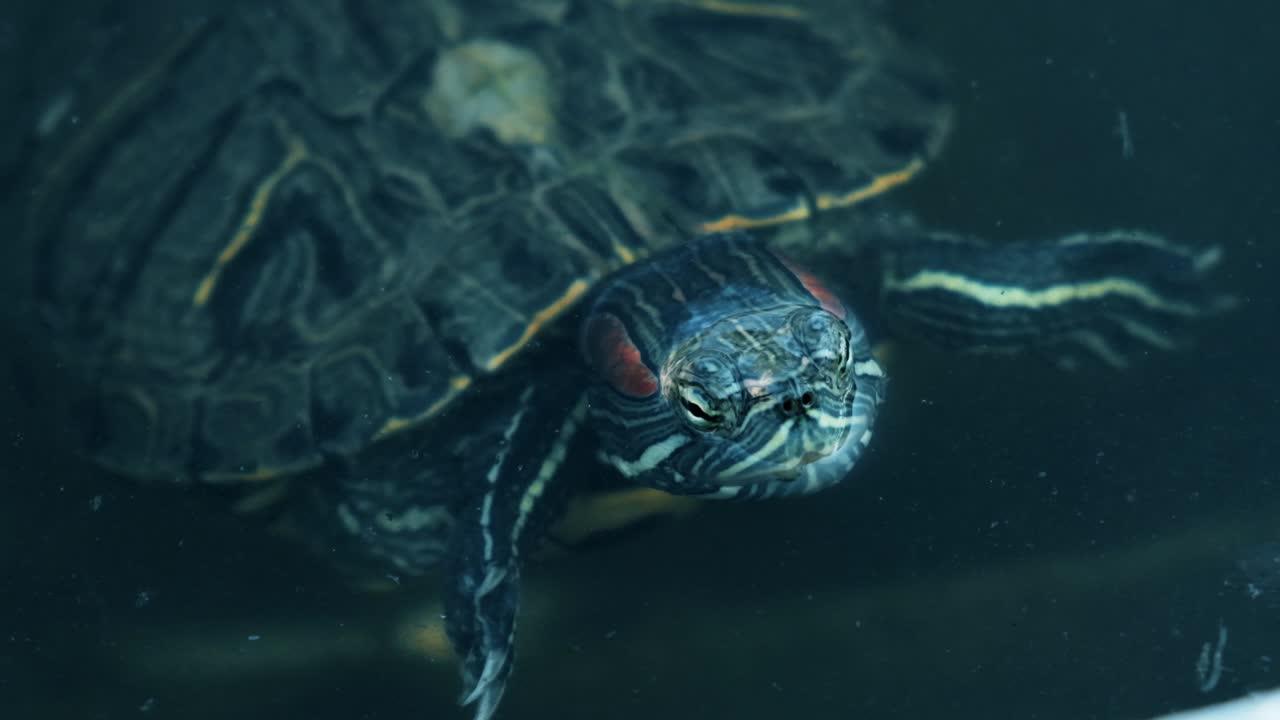 can tortoises swim