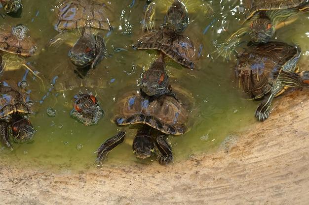 can tortoises swim