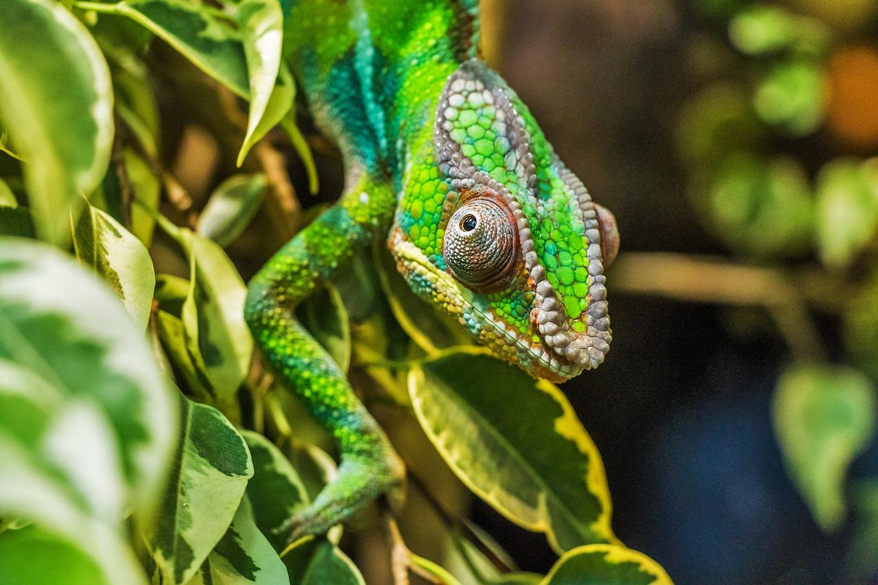 carpet chameleon