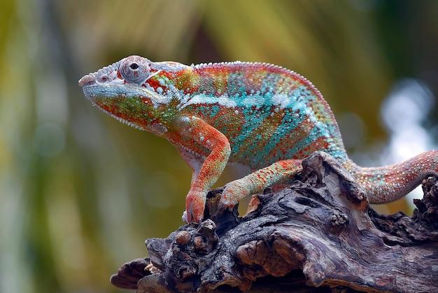 carpet chameleon