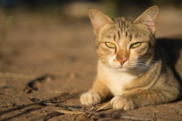 cat crouching