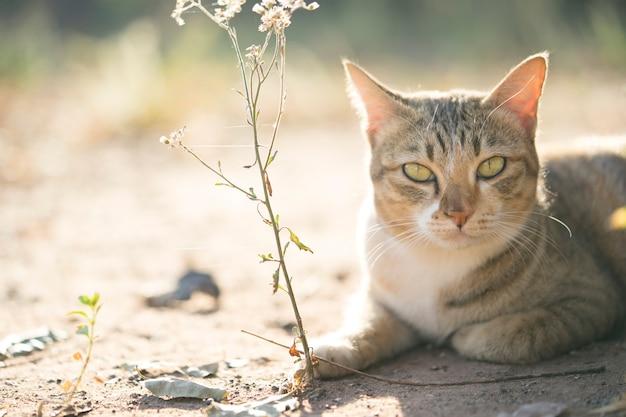 cat crouching