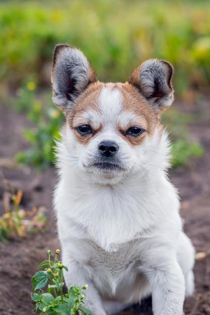 chihuahua mixed with pekingese