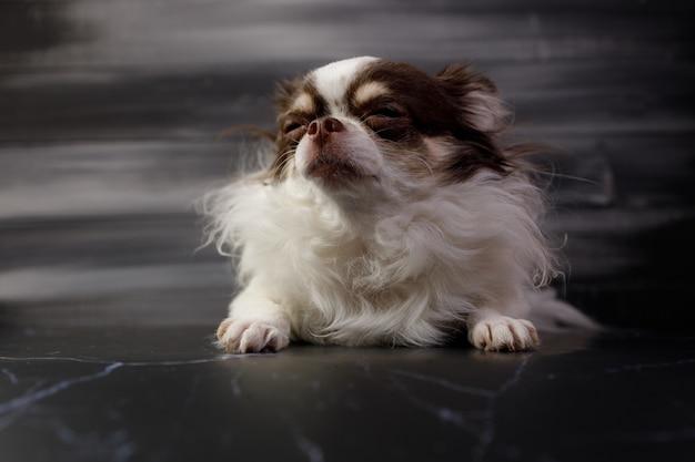 chihuahua mixed with pekingese