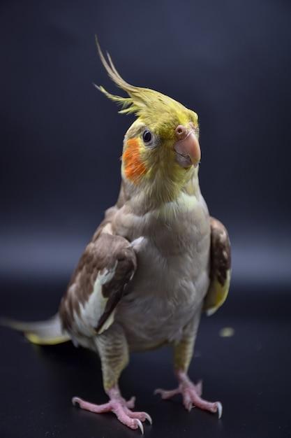 cinnamon cockatiel