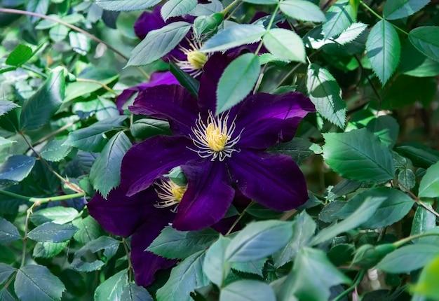 clematis by night