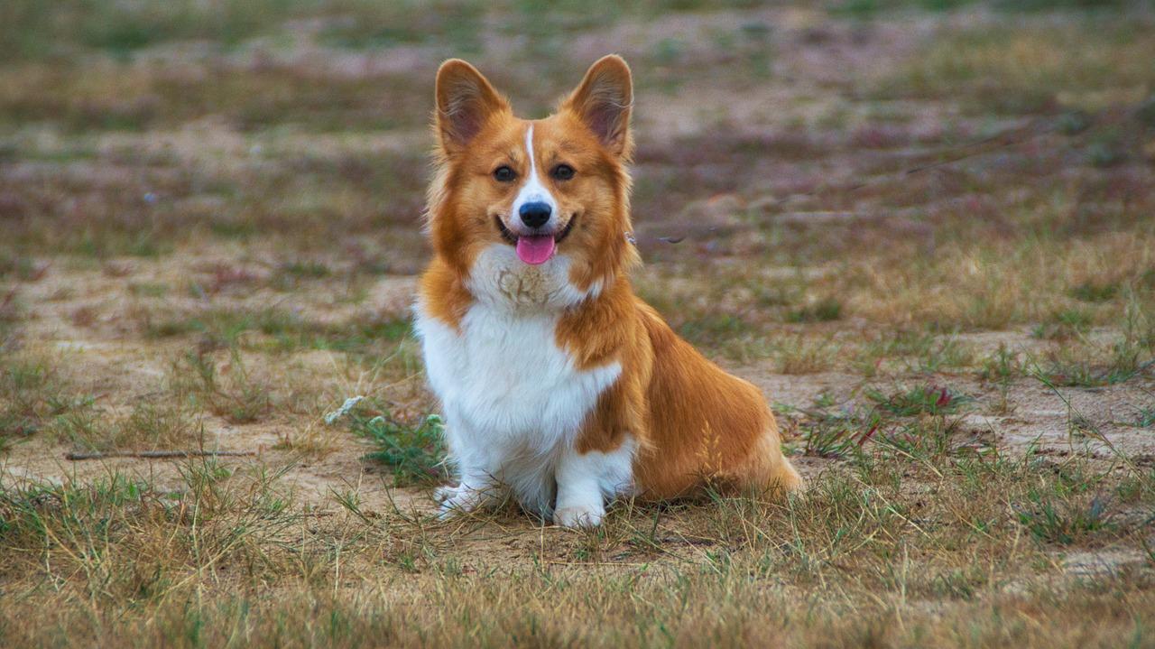 corgi terrier mix