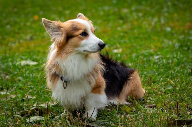 corgi terrier mix