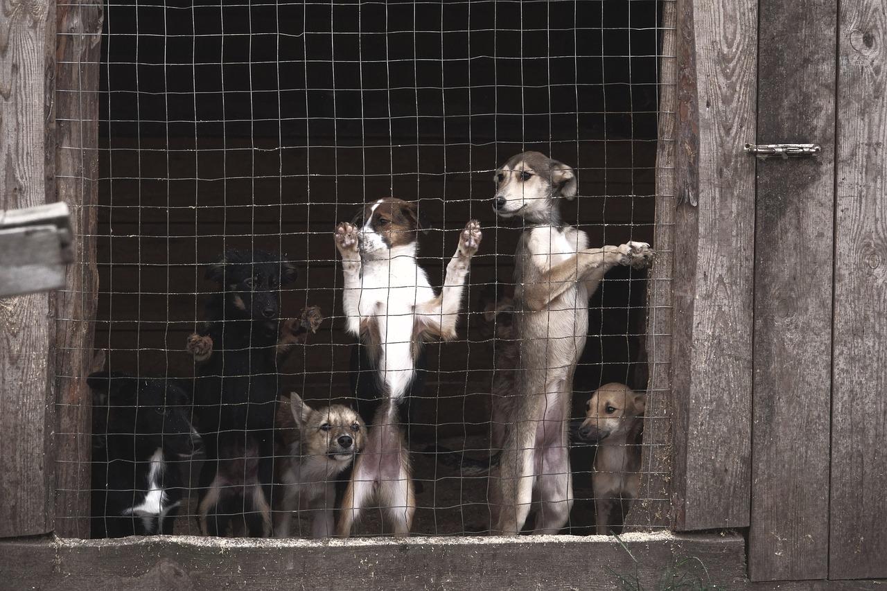 criadero de perros