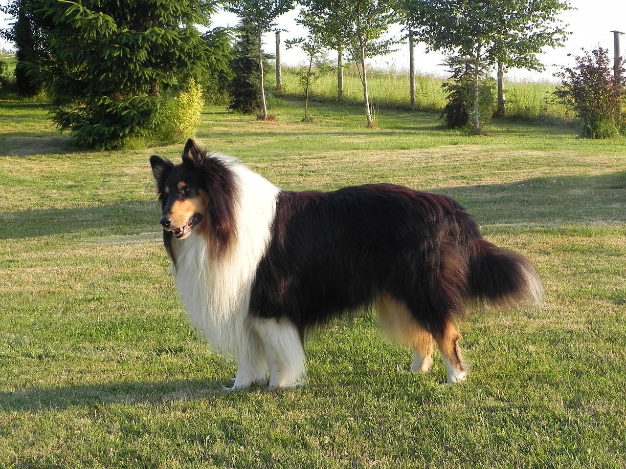 criadero de perros