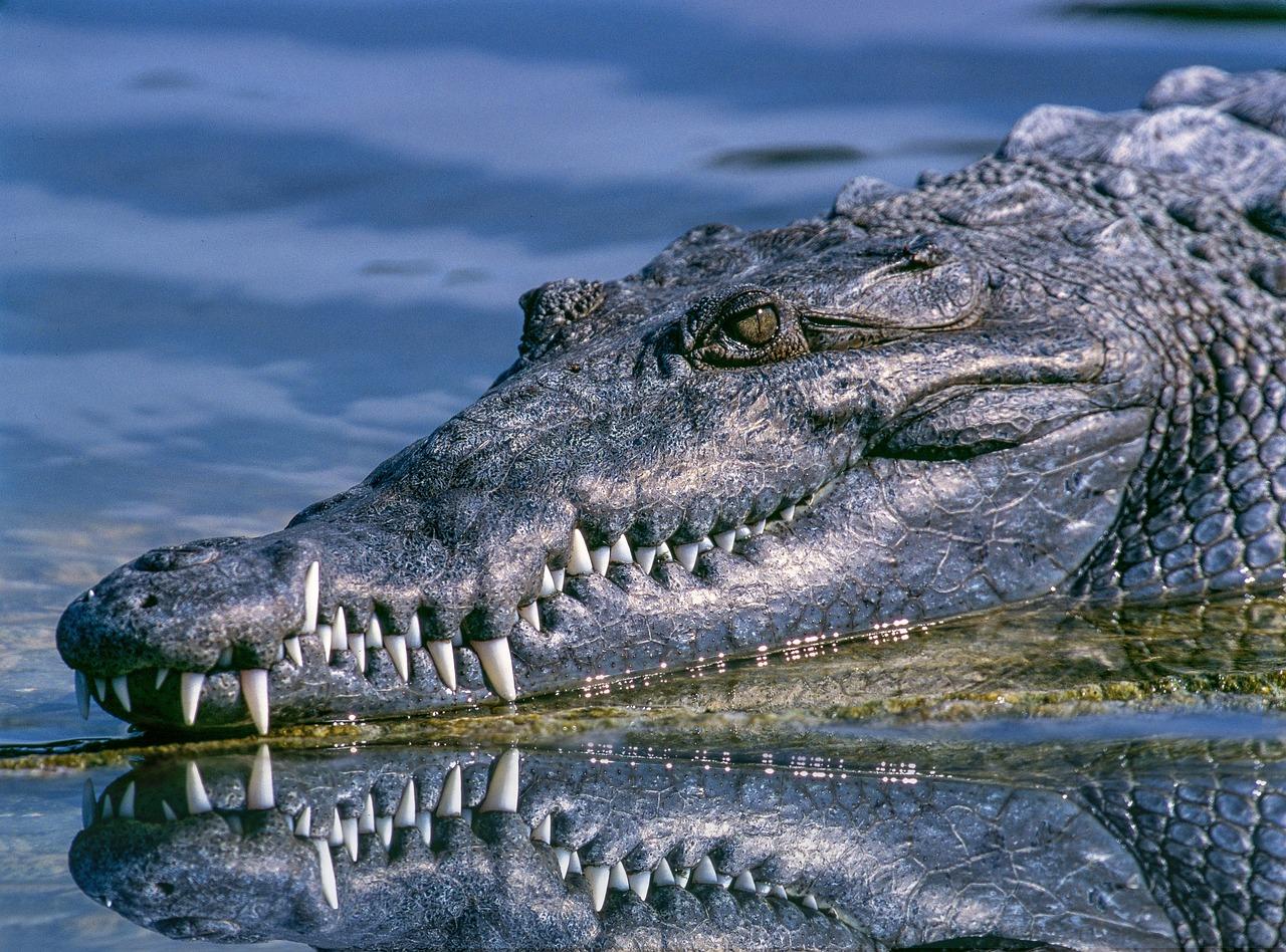 Difference between a Caiman an Alligator And a Crocodile: Unraveling the Reptilian Enigma