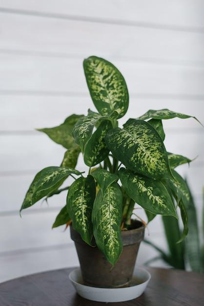 dieffenbachia varieties