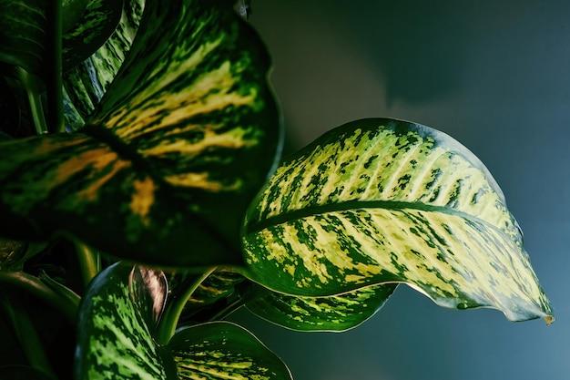 dieffenbachia varieties