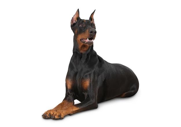 doberman mixed chihuahua