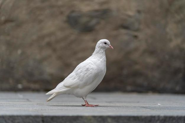 dove mount