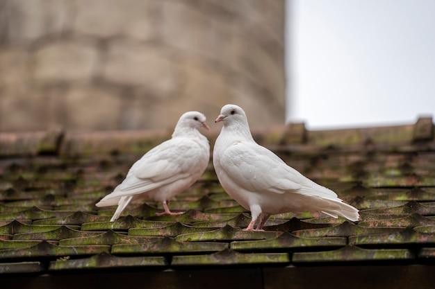 dove mount