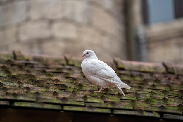 dove mount