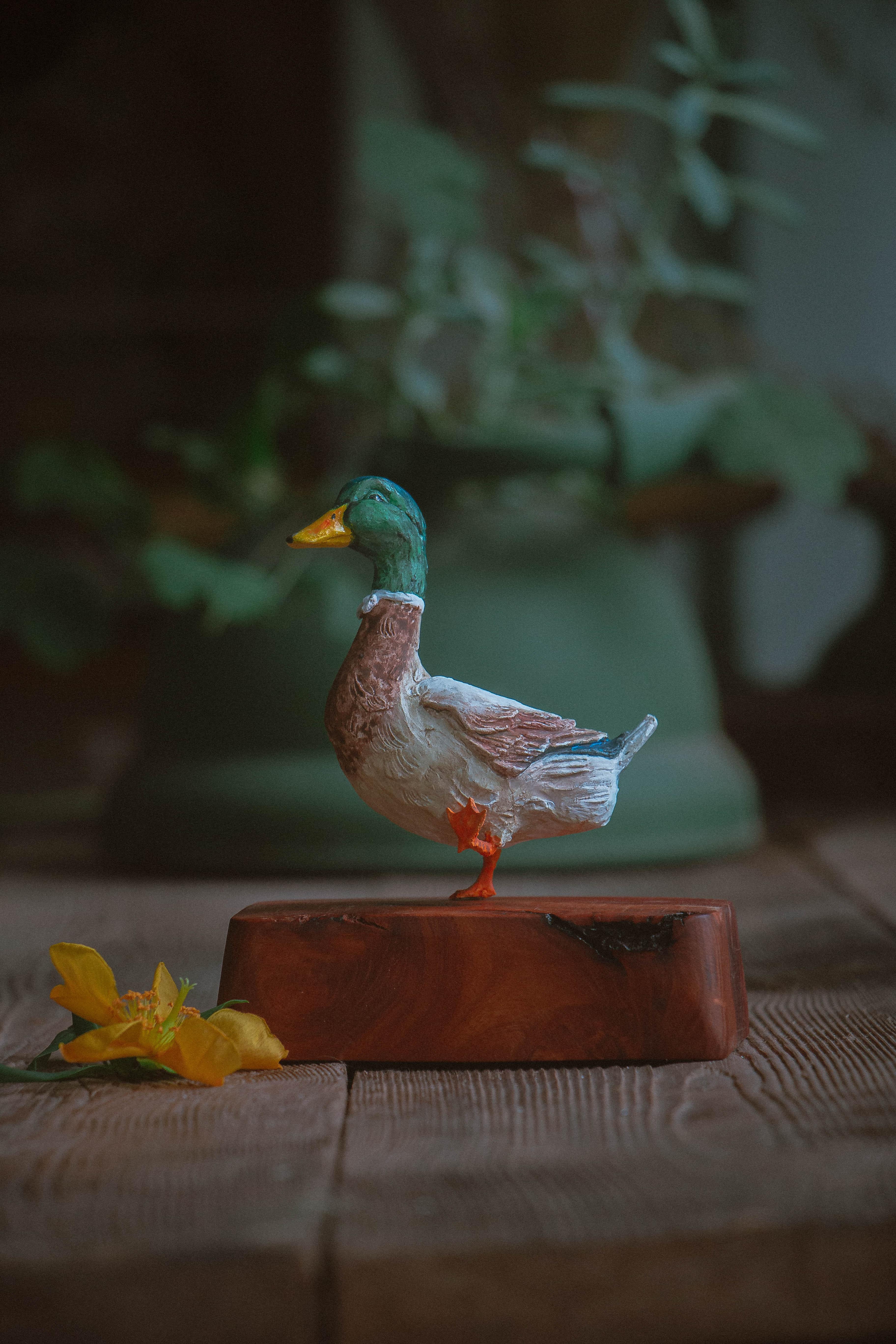 duck taxidermy