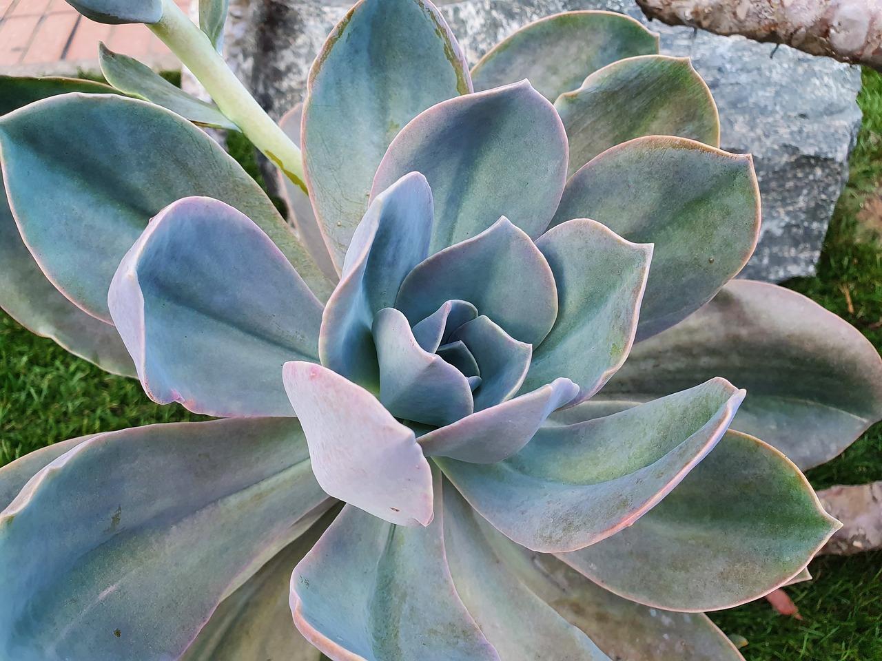 echeveria desmetiana