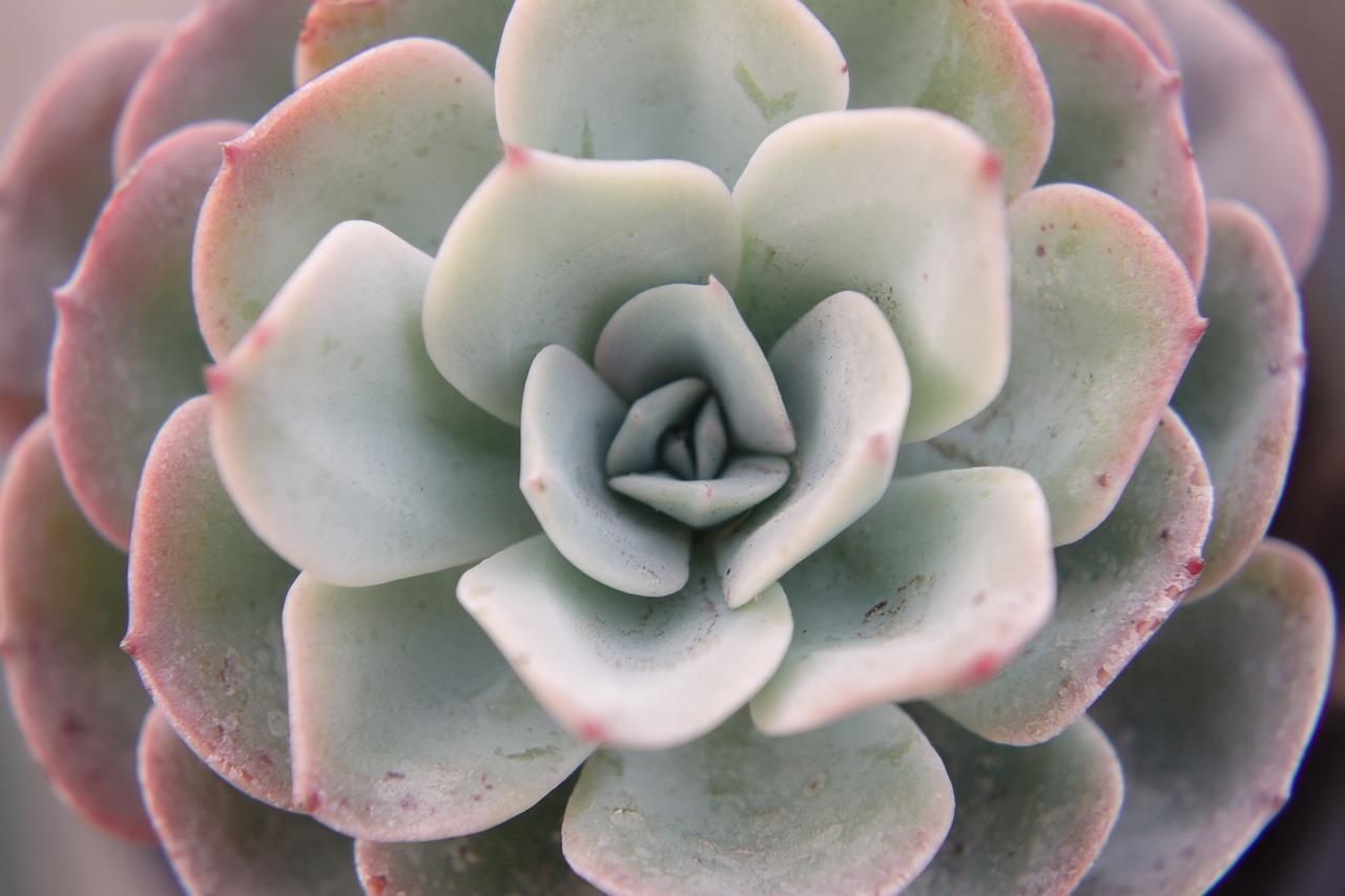 echeveria desmetiana