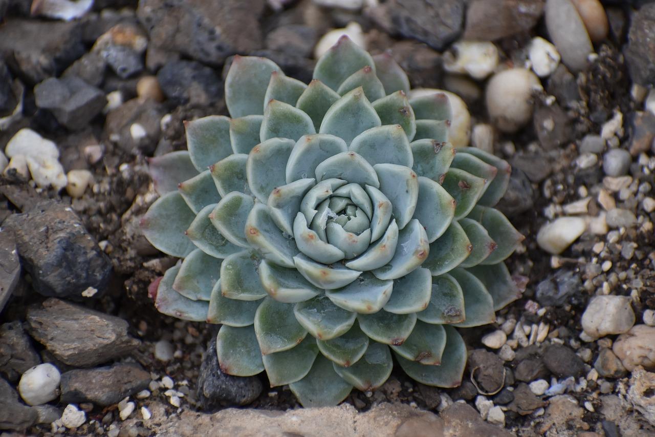 echeveria desmetiana