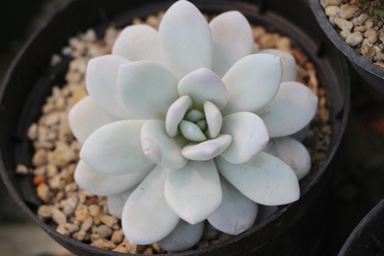 echeveria laui