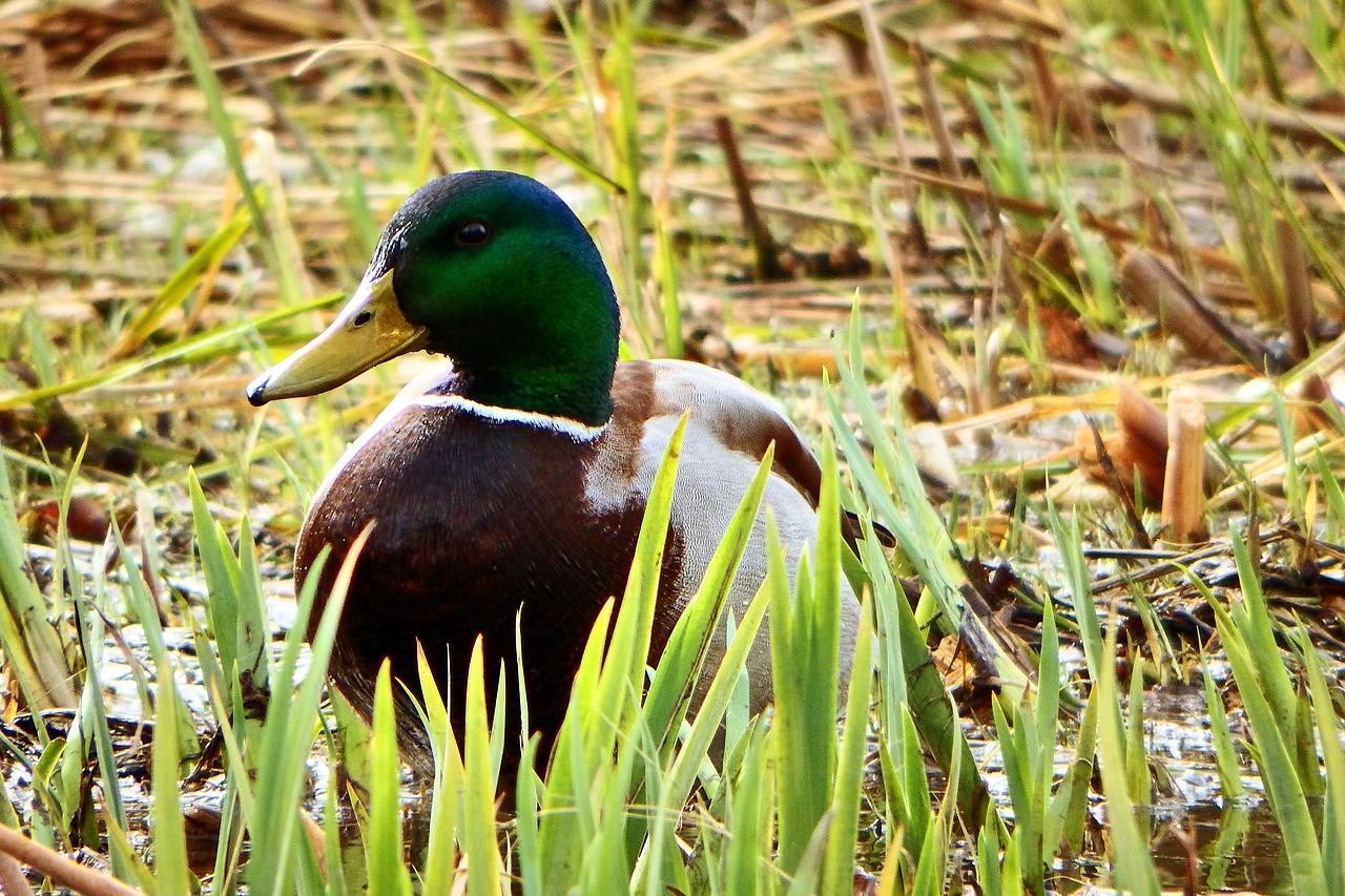 echo duck calls