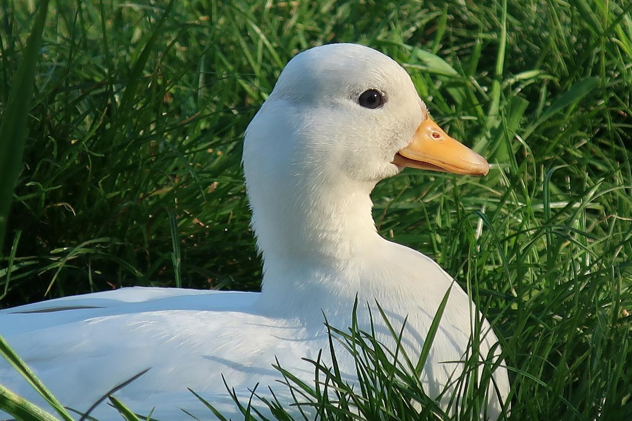 echo duck calls