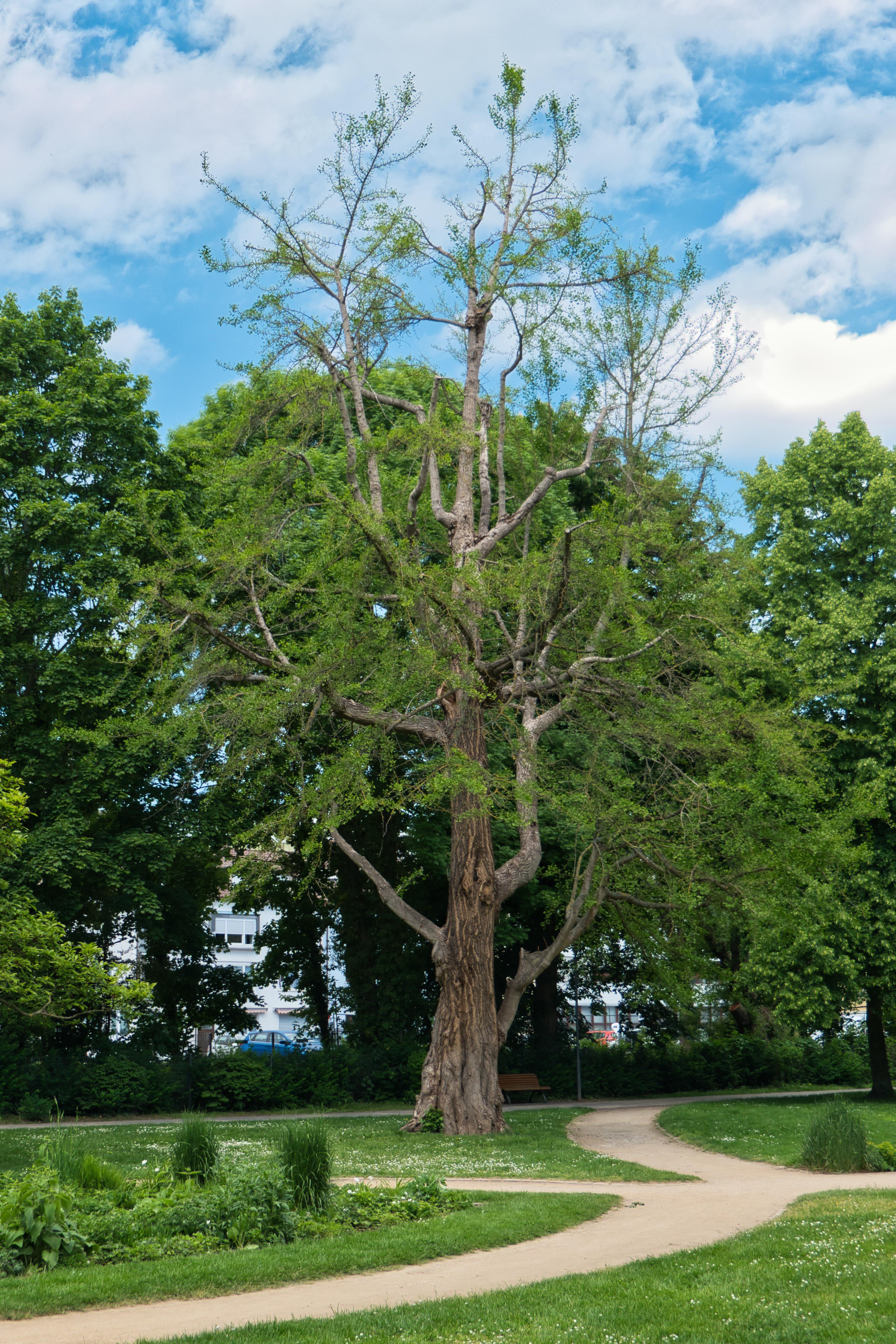 el camino park