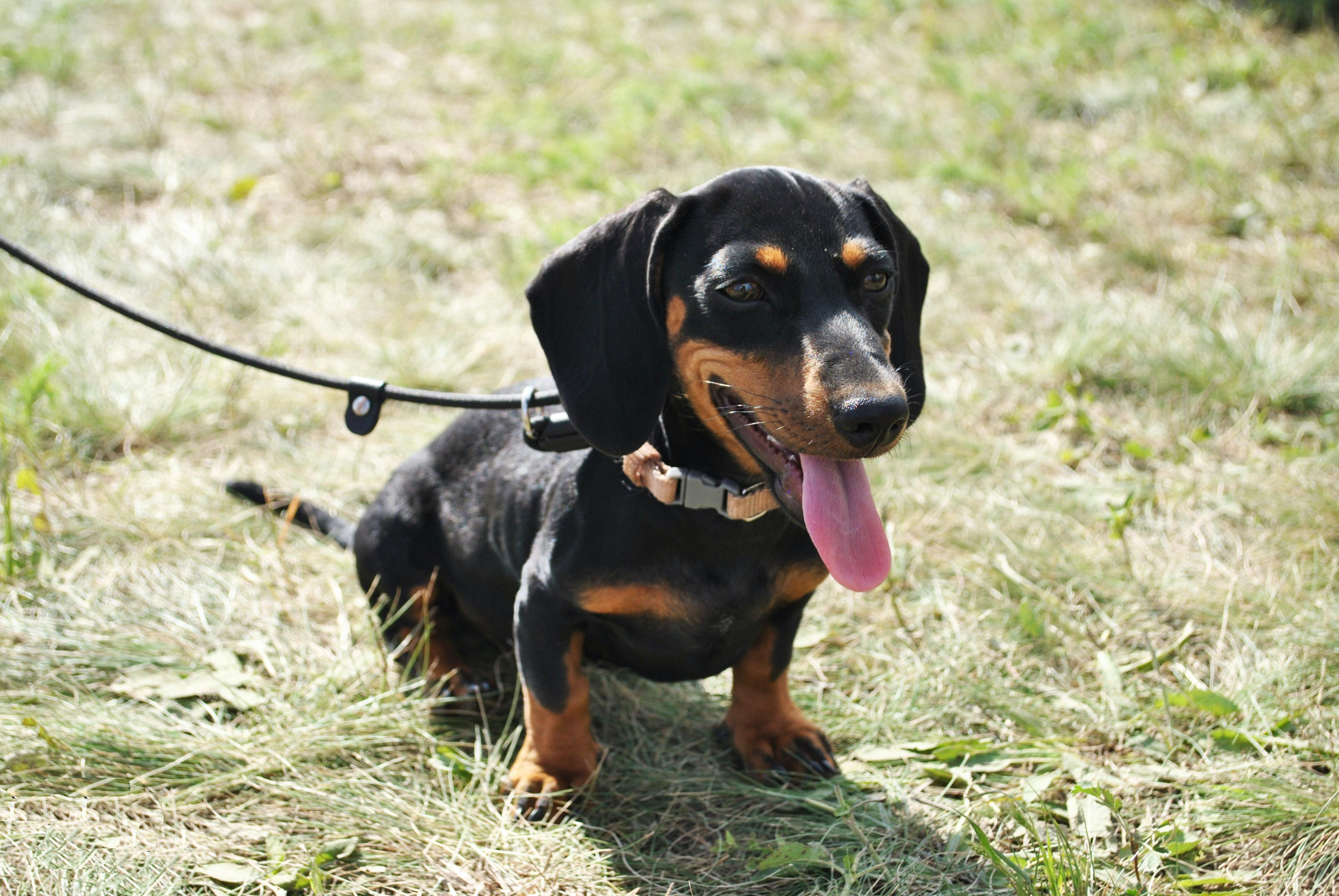 english cream dachshunds