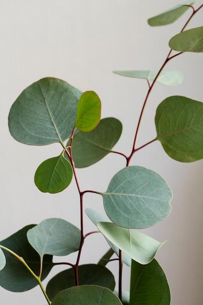 eucalyptus polyanthemos