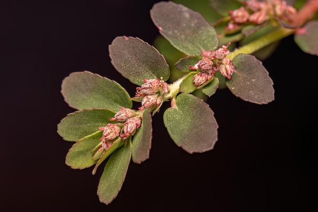 euphorbia prostrata