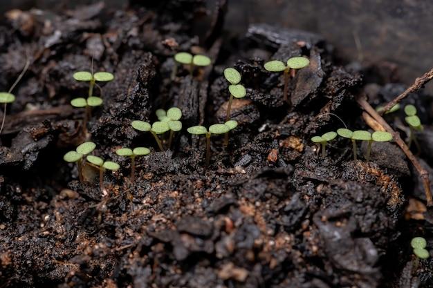 euphorbia prostrata