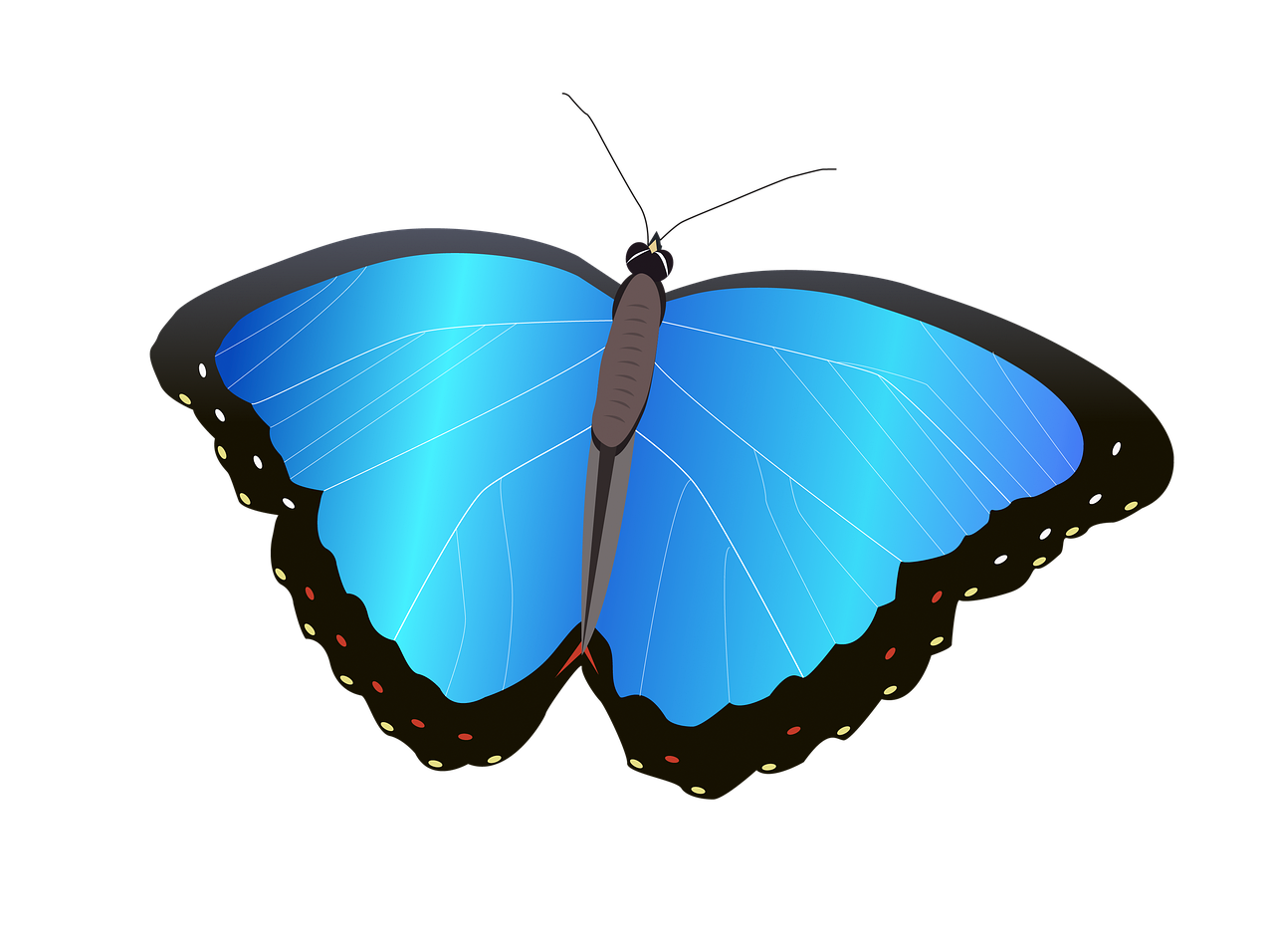 morpho menelaus