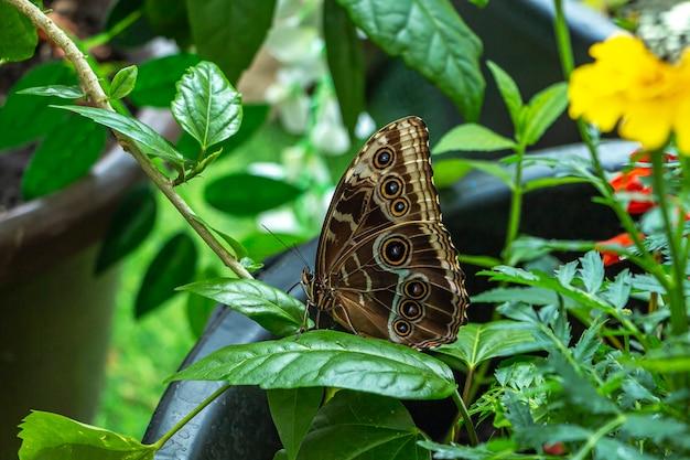 morpho menelaus