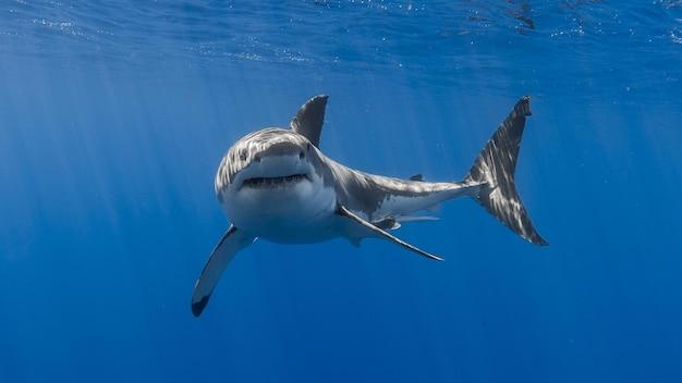 irish sharks