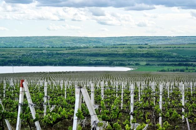 finger lake riesling